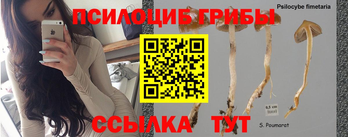 Курчалой  Галлюциногенные грибы прущие грибы  Вход с VPN  Псилоцибиновые грибы Magic Shrooms 